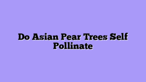 Do Asian Pear Trees Self Pollinate