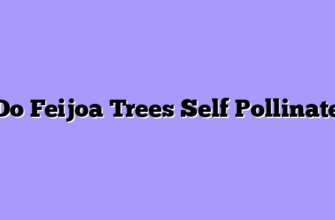 Do Feijoa Trees Self Pollinate