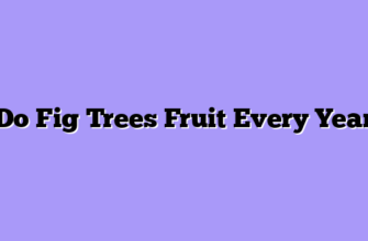 Do Fig Trees Fruit Every Year