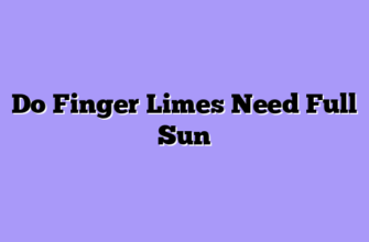 Do Finger Limes Need Full Sun