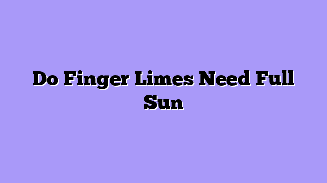 Do Finger Limes Need Full Sun