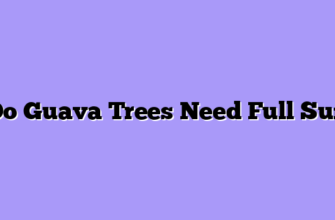 Do Guava Trees Need Full Sun