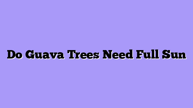 Do Guava Trees Need Full Sun