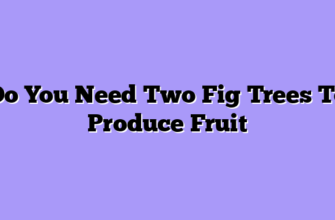 Do You Need Two Fig Trees To Produce Fruit