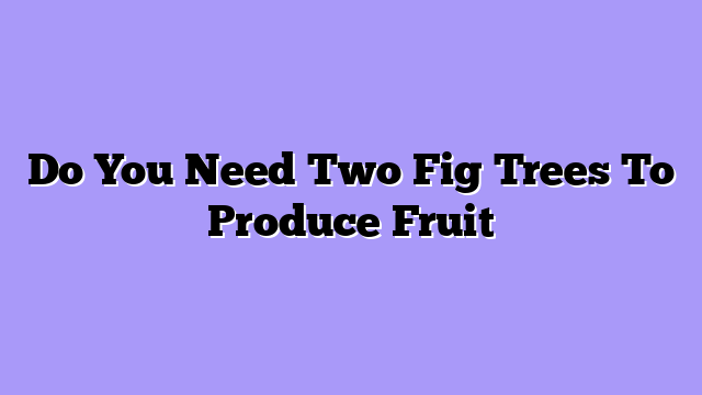Do You Need Two Fig Trees To Produce Fruit