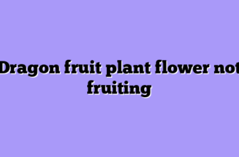 Dragon fruit plant flower not fruiting