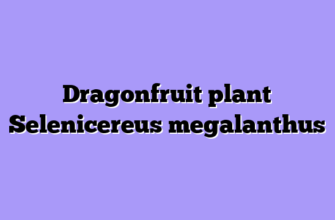 Dragonfruit plant Selenicereus megalanthus