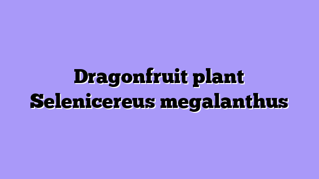Dragonfruit plant Selenicereus megalanthus