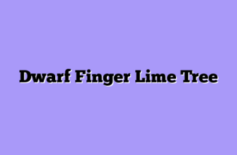 Dwarf Finger Lime Tree