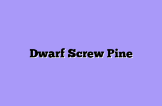 Dwarf Screw Pine