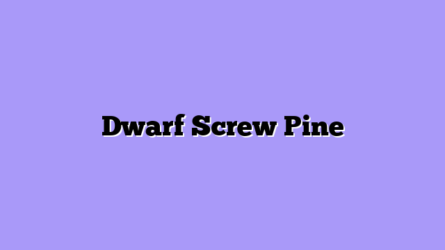 Dwarf Screw Pine