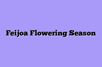 Feijoa Flowering Season