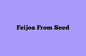 Feijoa From Seed