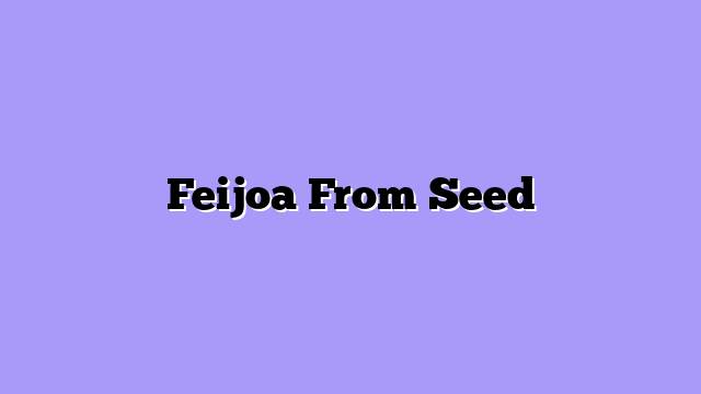 Feijoa From Seed