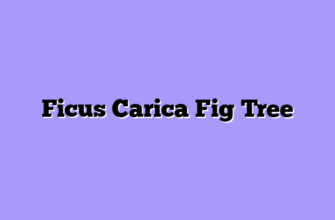 Ficus Carica Fig Tree