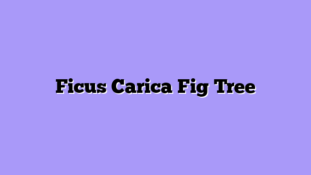 Ficus Carica Fig Tree