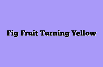 Fig Fruit Turning Yellow