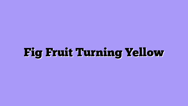 Fig Fruit Turning Yellow