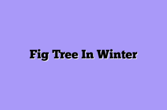 Fig Tree In Winter