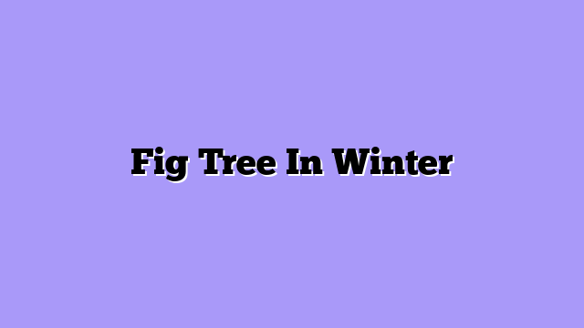 Fig Tree In Winter