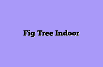 Fig Tree Indoor
