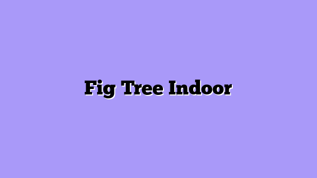 Fig Tree Indoor