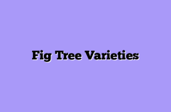 Fig Tree Varieties
