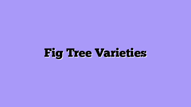 Fig Tree Varieties