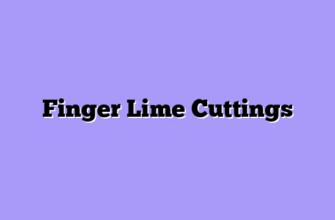 Finger Lime Cuttings
