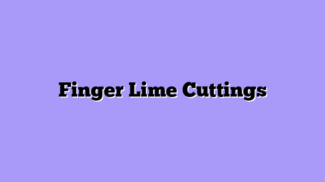 Finger Lime Cuttings