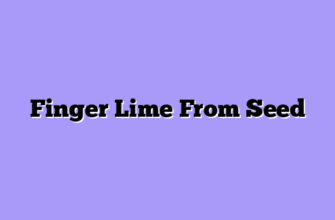 Finger Lime From Seed