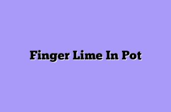 Finger Lime In Pot