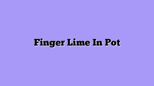 Finger Lime In Pot