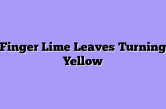 Finger Lime Leaves Turning Yellow