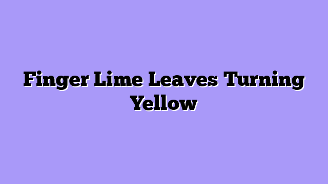 Finger Lime Leaves Turning Yellow