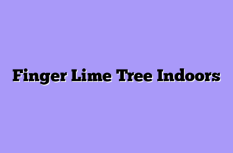 Finger Lime Tree Indoors