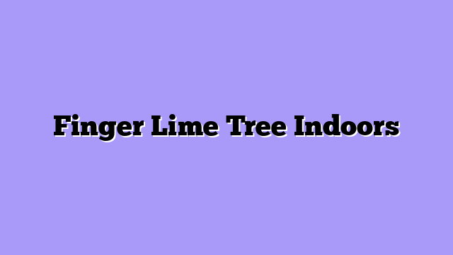 Finger Lime Tree Indoors