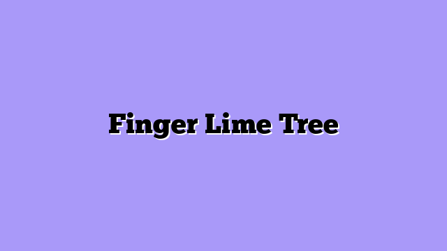 Finger Lime Tree
