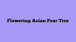 Flowering Asian Pear Tree