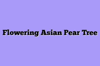 Flowering Asian Pear Tree