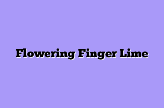 Flowering Finger Lime