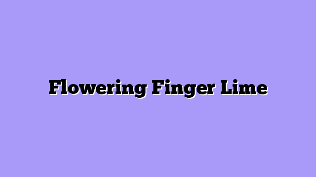 Flowering Finger Lime