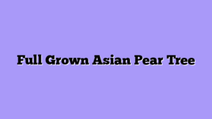 Full Grown Asian Pear Tree