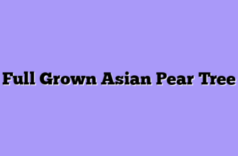 Full Grown Asian Pear Tree
