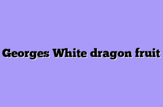 Georges White dragon fruit