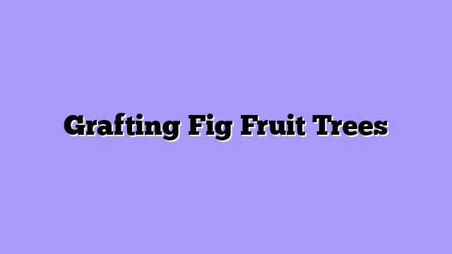 Grafting Fig Fruit Trees