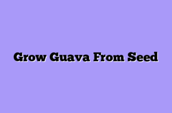 Grow Guava From Seed