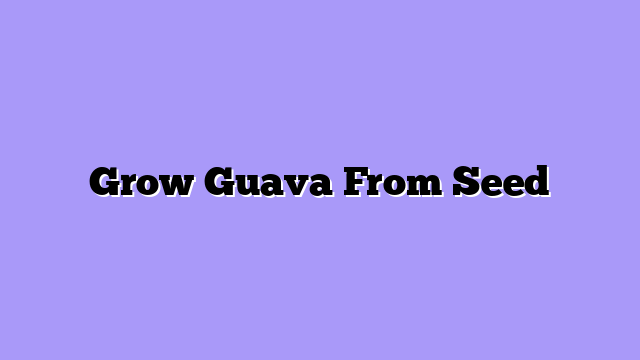 Grow Guava From Seed