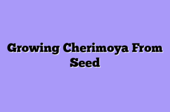 Growing Cherimoya From Seed
