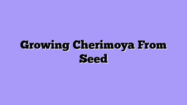Growing Cherimoya From Seed